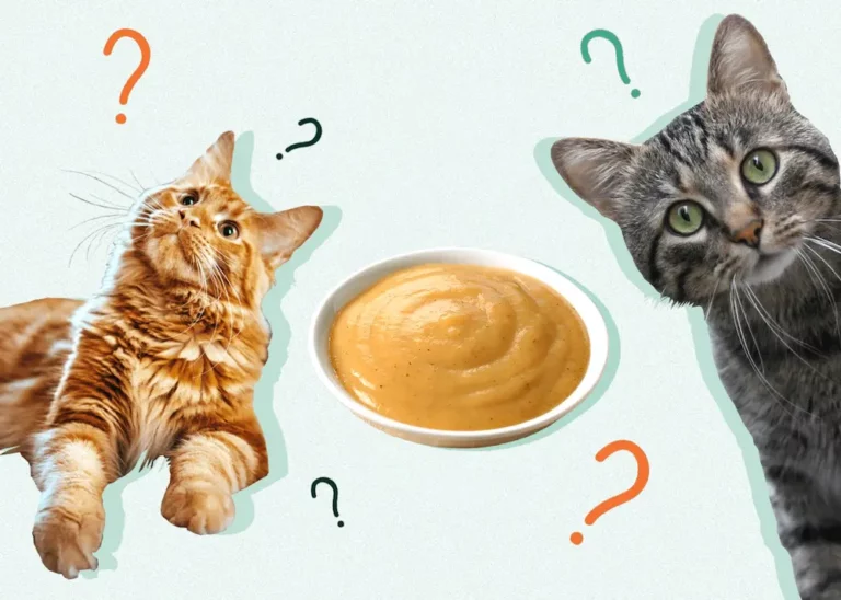Can Cats Eat Baby Food? What Is The Actual Harm In That?