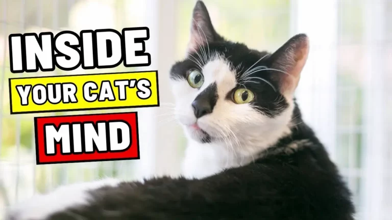 If You Turned Into Your Cat: Surprising Secrets You’d Learn!
