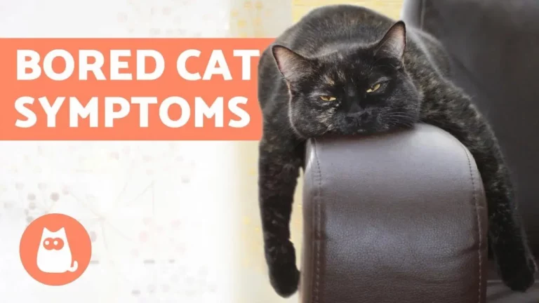 Is My Cat Bored? Here’s What Animal Boredom Actually Looks Like