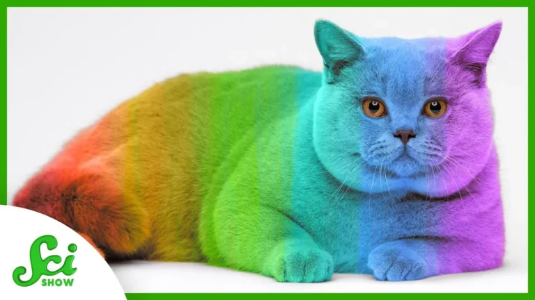 The Amazing (And Beautiful) Reasons Why Your Cat’s Fur Can Change Color