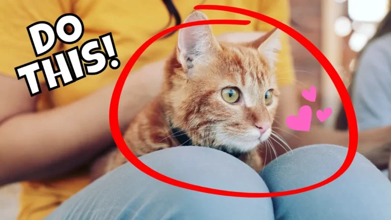 6 Easy Tips for Turning Your Cat Into a Lap Cat