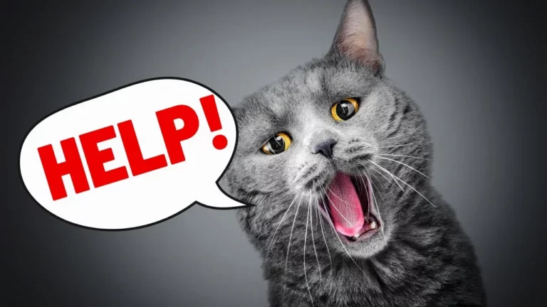 Is Your Cat’s Loud Purring a Cry for Help? Here’s The Truth!