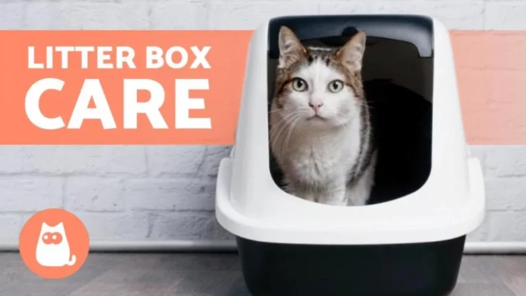 Should You Replace Your Cat's Litter Box Every Year?