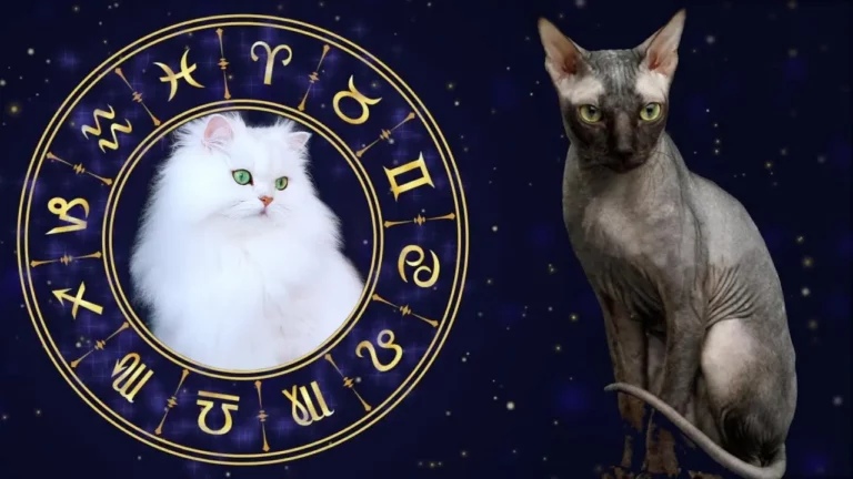 Is Cat Astrology Real? Here's The Gist Of It!