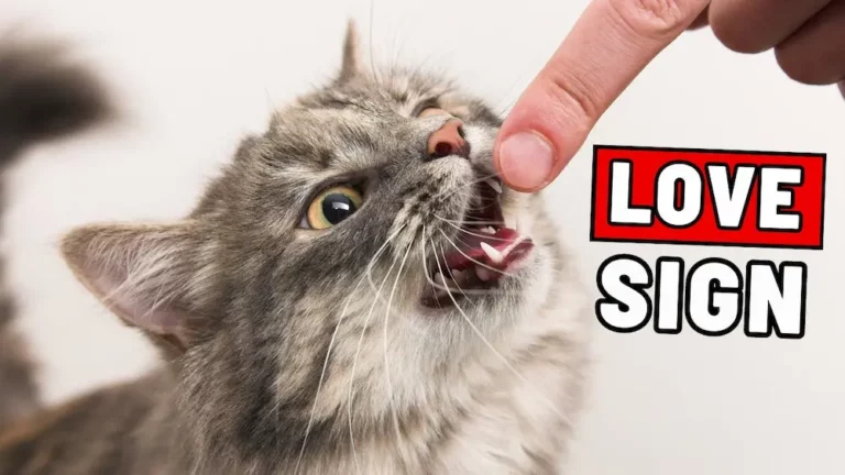 5 REALLY WEIRD Ways Your Cat Says "I Love You" (Don't Look Like Love Signs AT ALL)