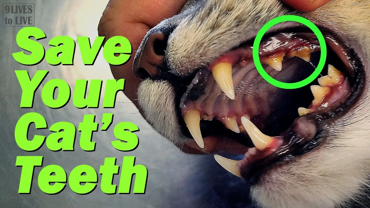 Should You Brush Your Cat's Teeth
