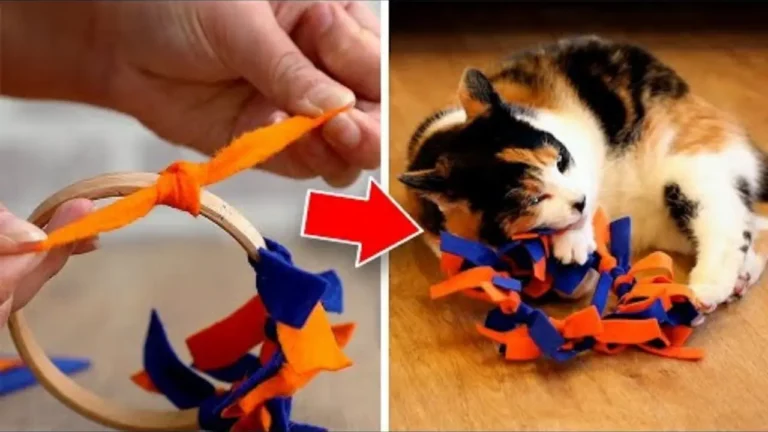 Are Expensive Cat Toys a Scam? Discover These Mind-Blowing DIY Alternatives