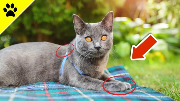 Is Your Cat Overheating? These Are Signs You Should Never Ignore
