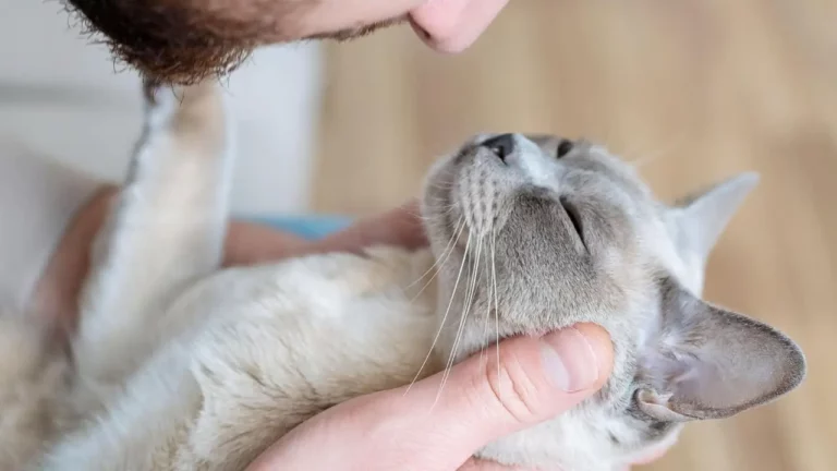 Your Cat’s Personality Might Be a Direct Reflection of Yours!