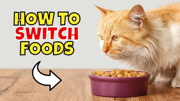 5 Ways To Switch Cat To a New Diet!