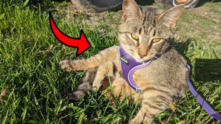 Does Escape-Proof Cat Harness Really Exist? Are You Getting Scammed?!