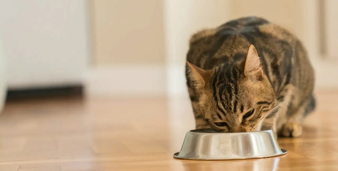 Can I Add Water to My Cat's Dry Food?