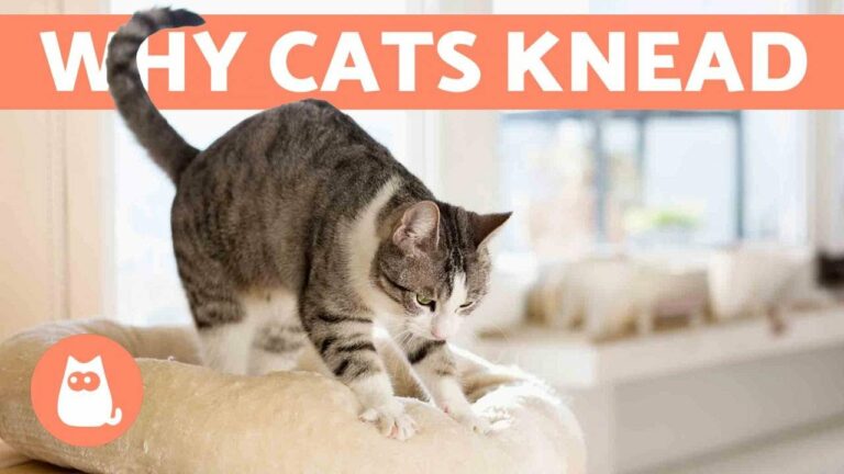 Cat Kneading: What Most Vets Won’t Tell You About It