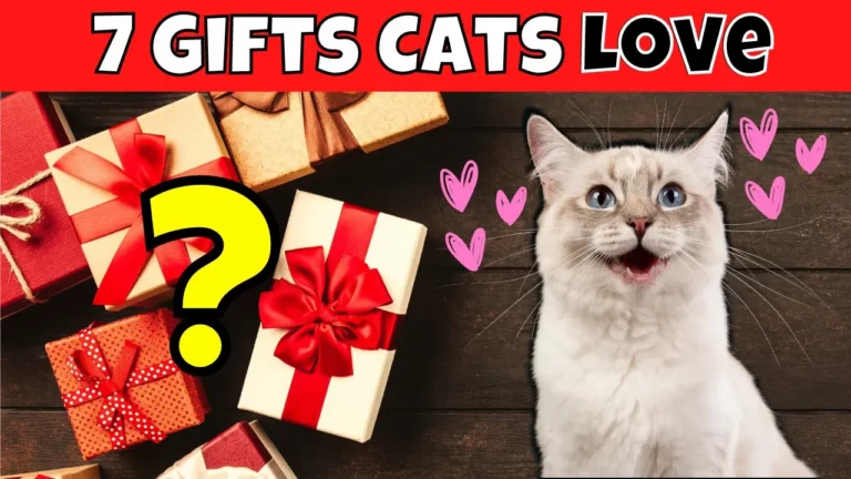 7 Gift Ideas Your Cat Will Absolutely Love