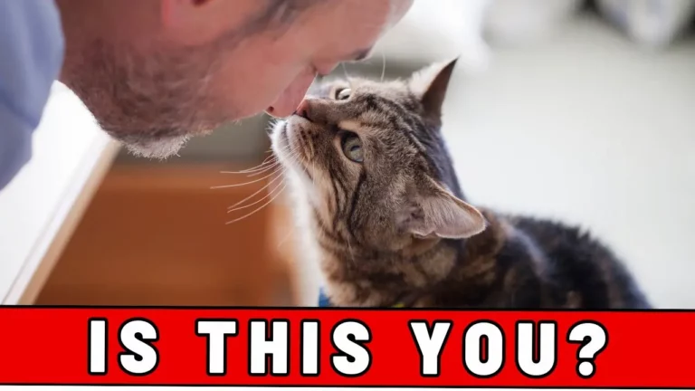 5 Unmistakable Signs That You Are a Great Cat Parent (Your Cat Secretly Thanks You!)