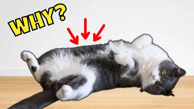 Why Your Cat Shows You Their Belly (#1 Is Sweet)