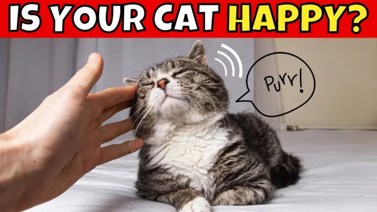 8 Subtle Signs Your Cat Is Very Happy