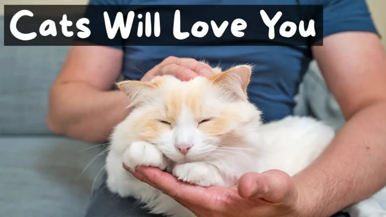 The Benefits of Cat Massage and How to Do It