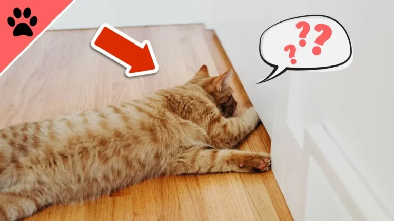 Why Does Your Cat Hates Closed Doors? This Answer Will Surprise You!