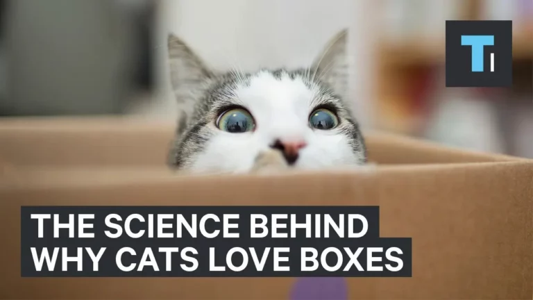 Why Do Cats Love Boxes So Much? Here’s What You Likely Don’t Know