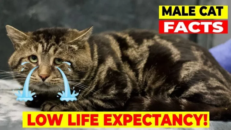 12 Surprising Facts About Male Cats (#9 Is Disturbing)