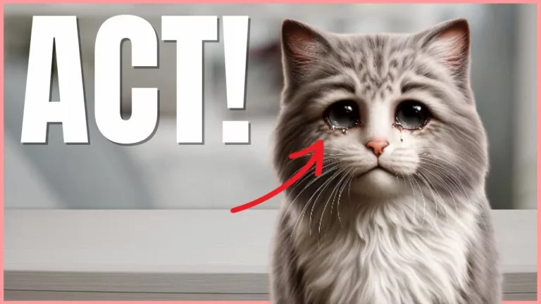 Do THIS If Your Cat Has Watery Eyes