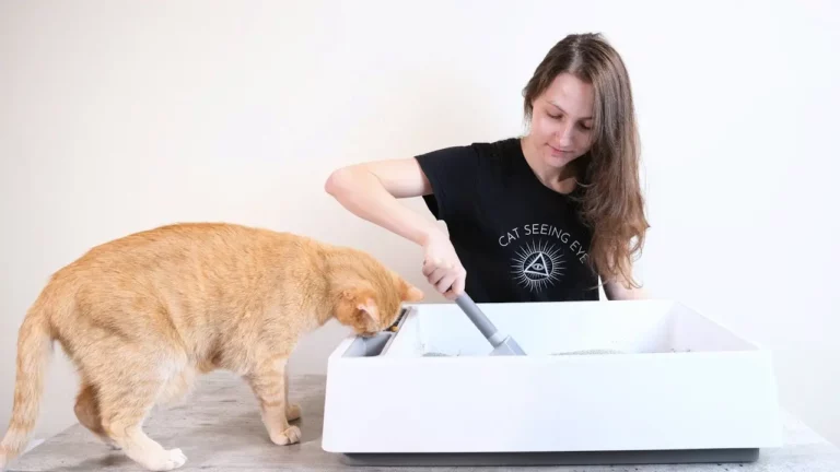 How Often Should You Deep Clean Your Cat’s Litter Box?