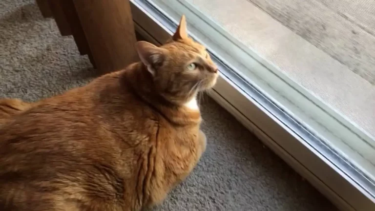 Why Are Orange Tabby Cats Fat? Here Are 3 Main Reasons!