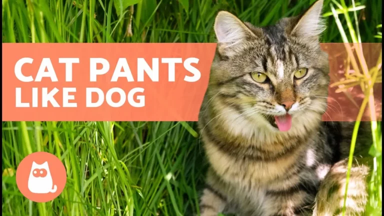 Why Do Cats Pant in the Heat? What Every Owner Should Know