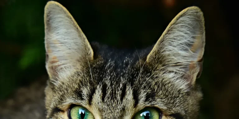 Ever Notice Cats Have Slits And Pockets On Their Ears?
