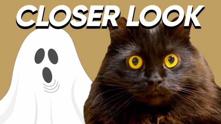 Can Cats Sense Spirits And Ghosts? Here’s What Science Says!