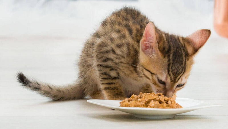 8 Types of Cat Wet Food