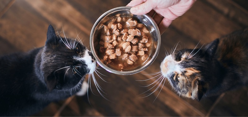 Benefits of Wet Cat Food for Weight Management