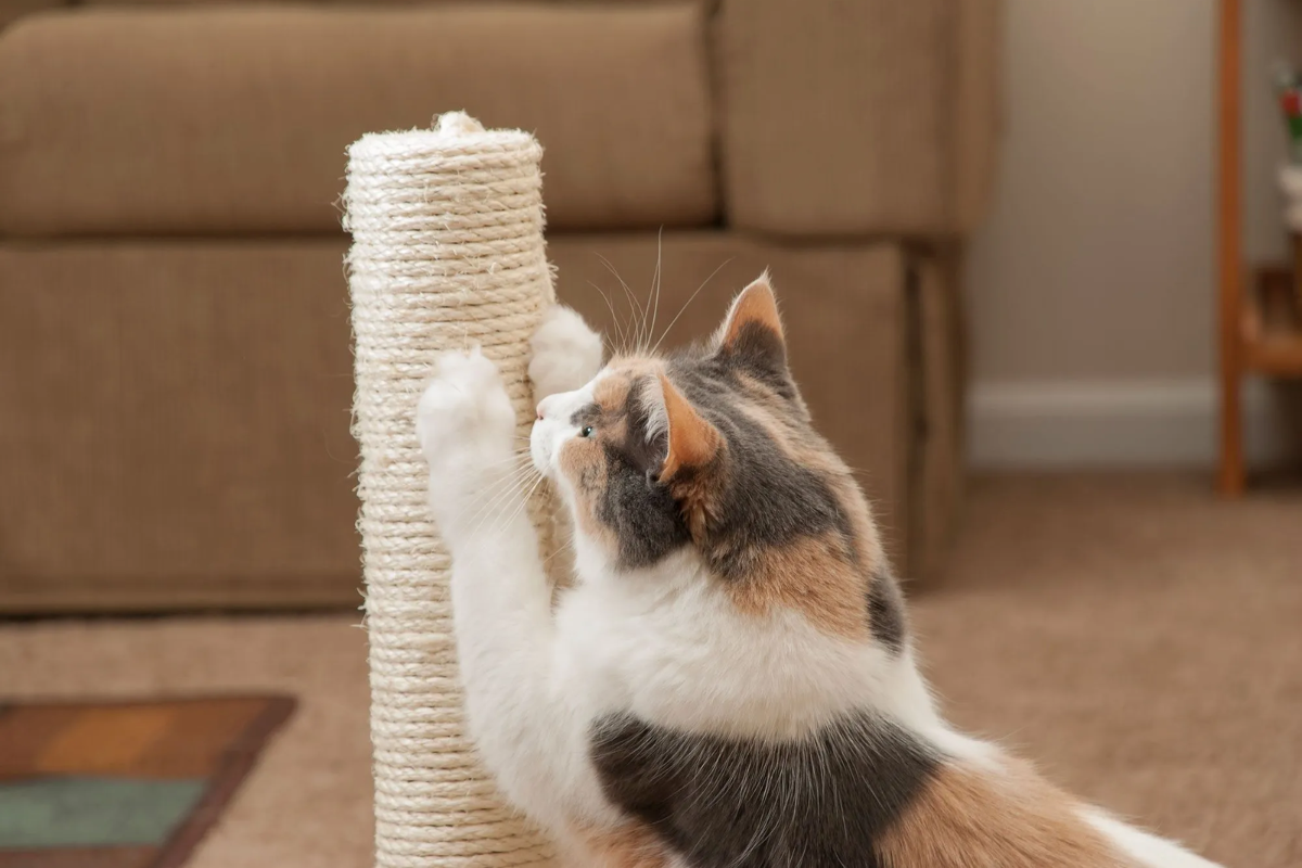 Best Cat Scratching Toys to Keep Your Cat Entertained