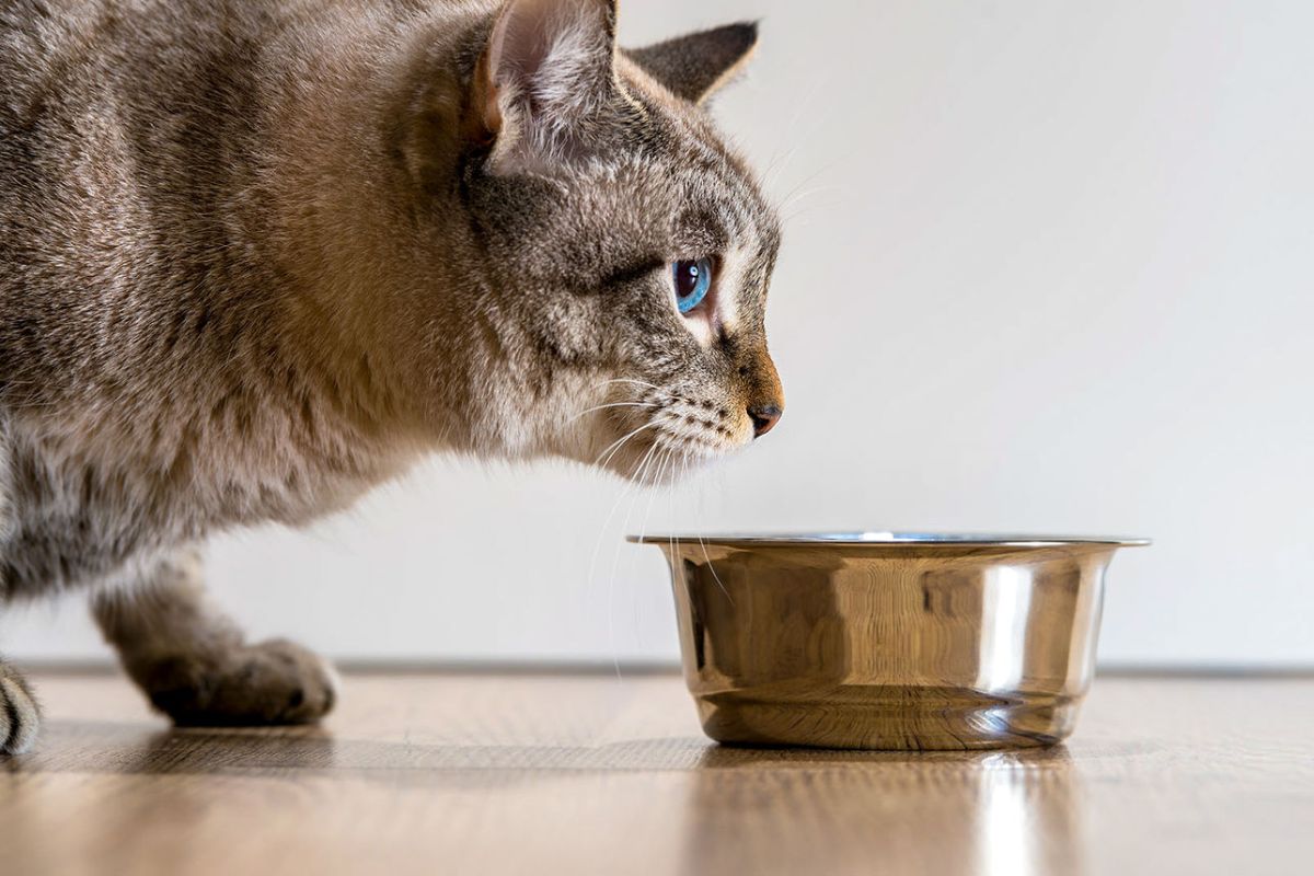 Best Wet Food for Cats with Urinary Health Issues