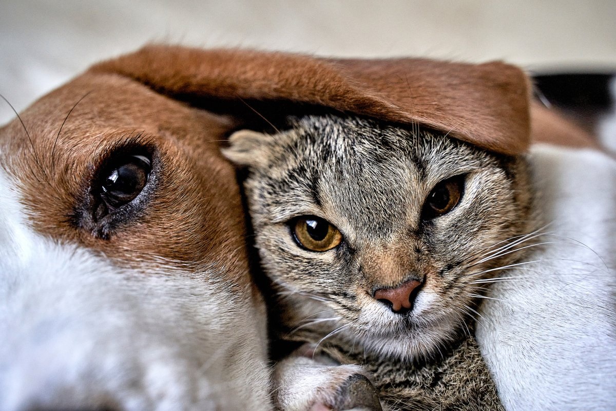 Can Cats and Dogs Live Together Peacefully