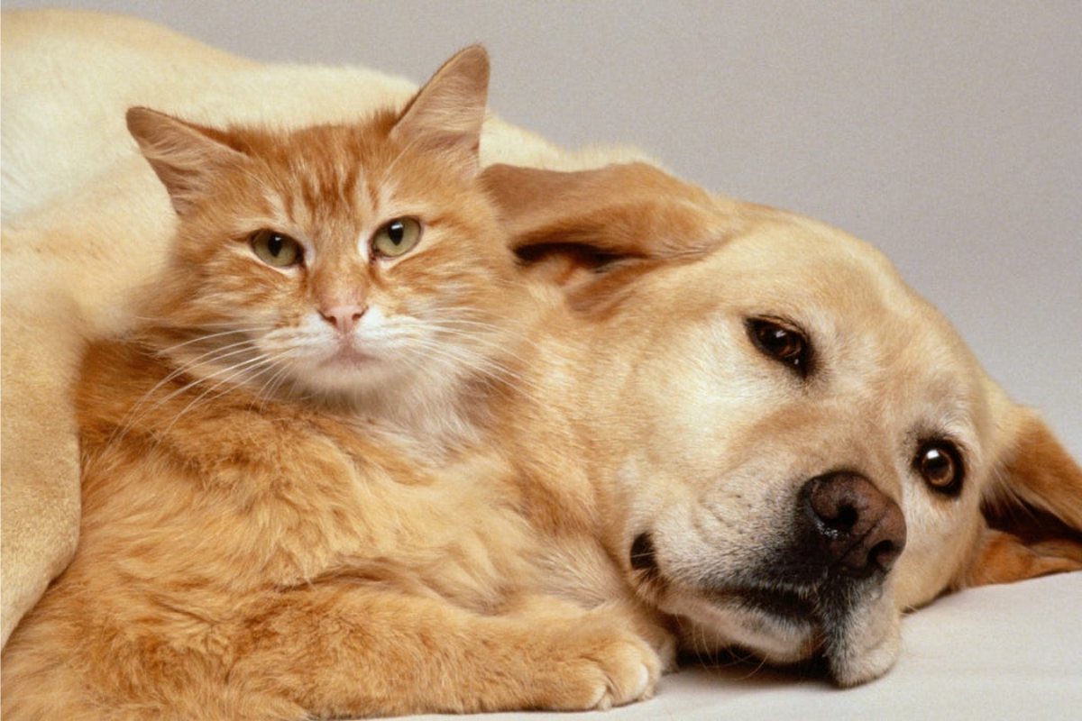 Can Cats and Dogs Really Be Friends