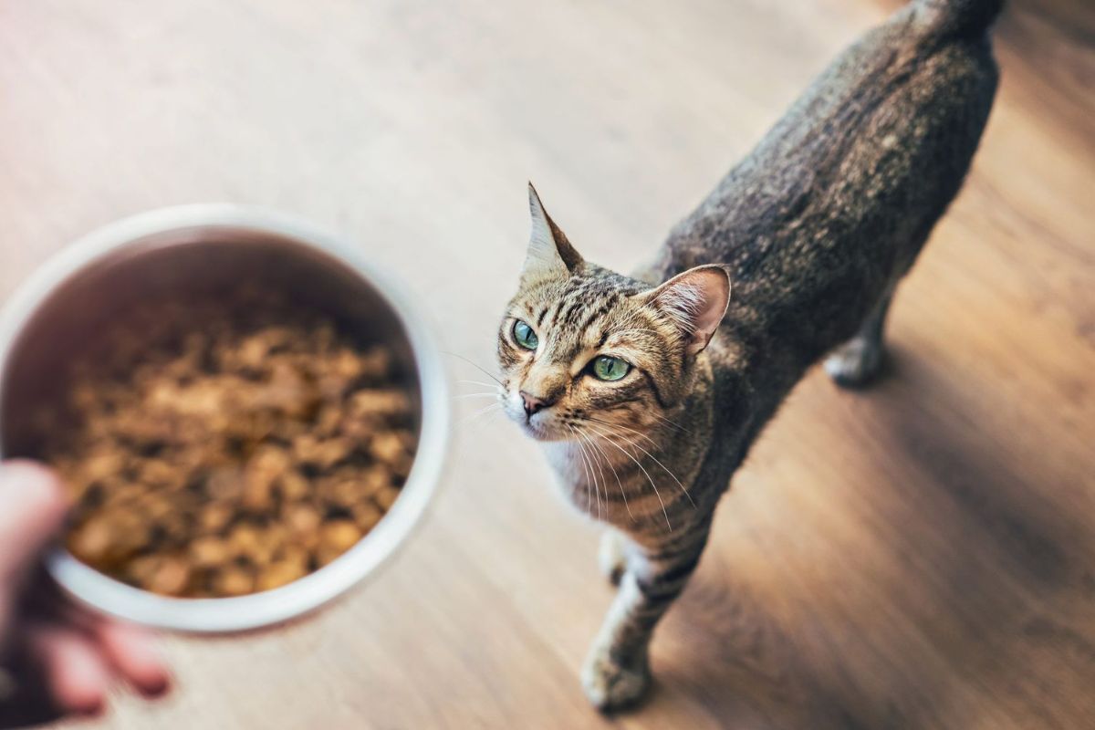 Can Wet Cat Food Help Improve Your Cat’s Hydration