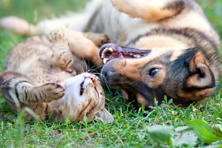 Cat vs. Dog Behavior