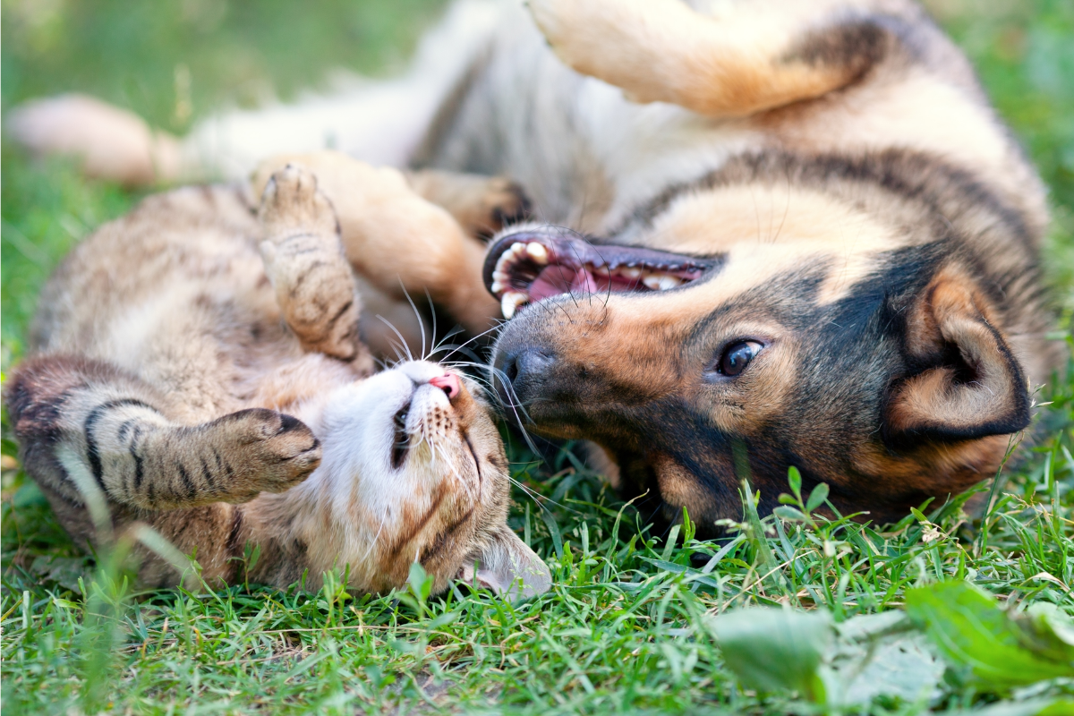 Cat vs. Dog