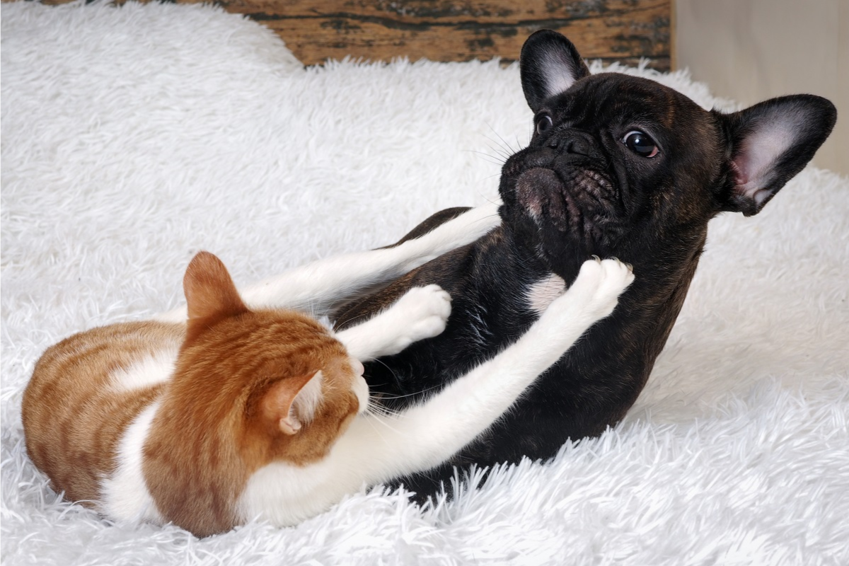 Cats and Dogs Fight