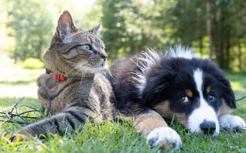 Cats and Dogs nature