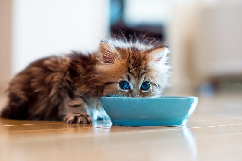 Choose Wet Food Based on Your Cat’s Age