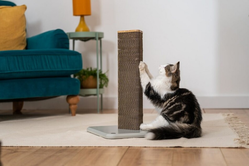 Choosing the Right Scratching Post