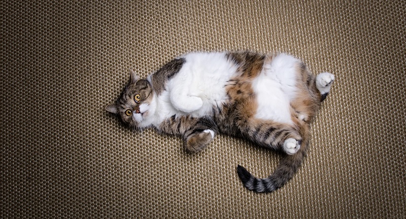 Common Causes of Obesity in Cats