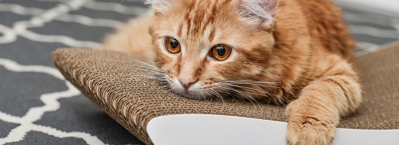 Common Causes of Stress in Cats