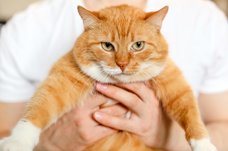 Common Reasons for a Cat’s Unfriendliness