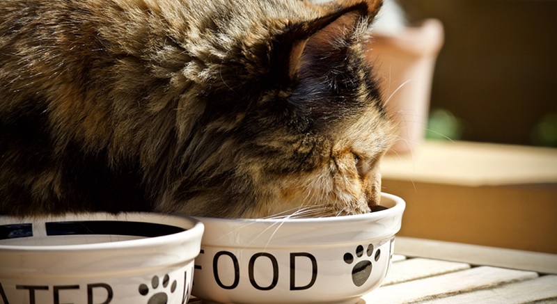 Common Signs Your Cat Isn’t Eating Enough Wet Food