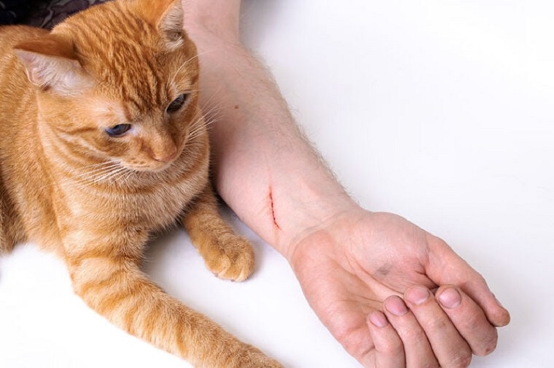 Common Symptoms of an Infected Cat Scratch