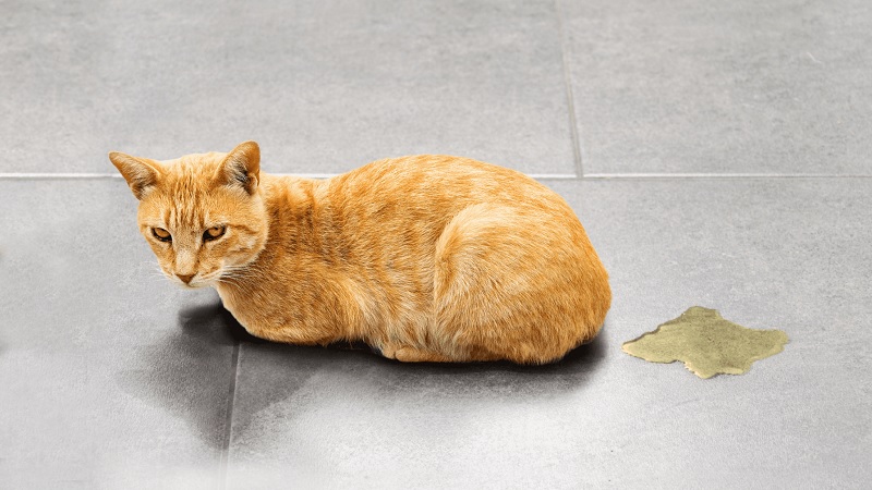 Common Urinary Health Issues in Cats